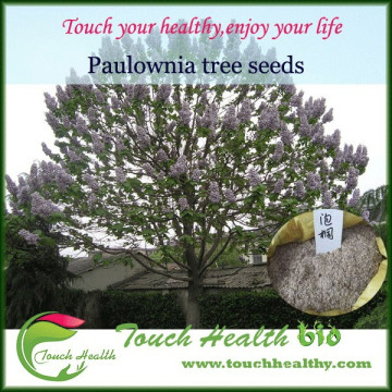 2016 Touchhealthy supply New Paulownia seeds